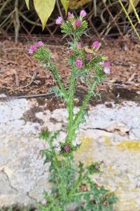 Chardon à petites fleurs