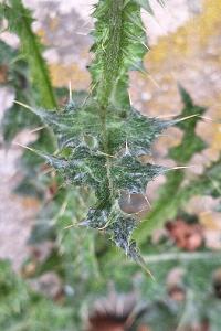 Chardon à petites fleurs