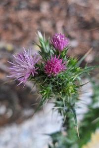 Chardon à petites fleurs