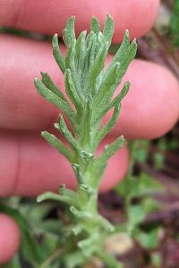 Immortelle d'Allemagne