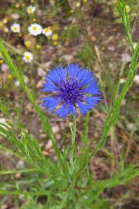 Bleuet
