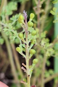 Fumeterre officinale