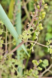 Fumeterre officinale