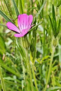 Lychnis Nielle
