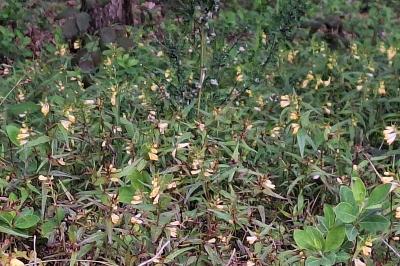 Mélampyre des prés