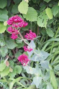 Centranthe rouge