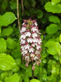 Orchis pourpre