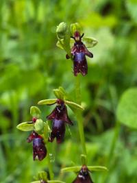 Ophrys mouche