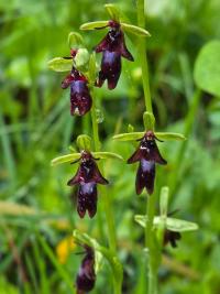 Ophrys mouche