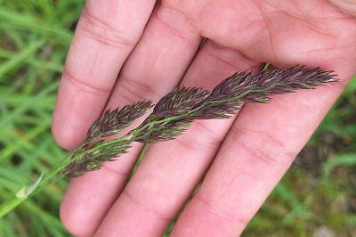 Dactyle aggloméré