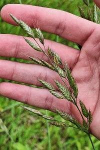 Brome mou