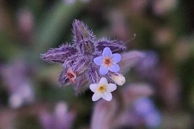 Myosotis bicolore