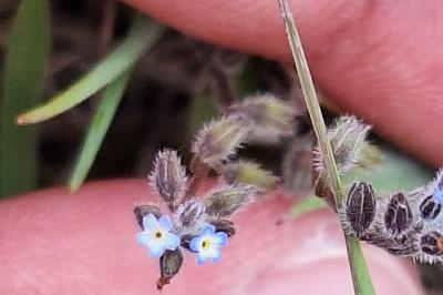 Myosotis bicolore