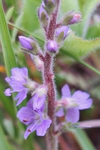 Véronique officinale
