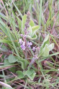 Véronique officinale