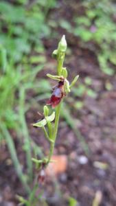 Ophrys mouche