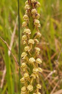 Orchis homme pendu