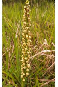 Orchis homme pendu