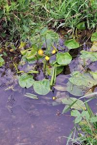 Nénuphar jaune