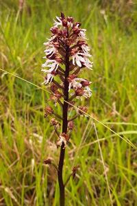 Orchis pourpre