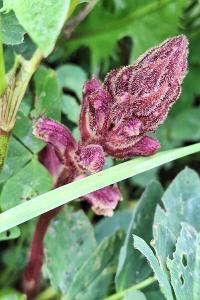 Orobanche du trèfle