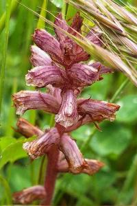 Orobanche du trèfle