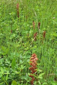Orobanche du trèfle