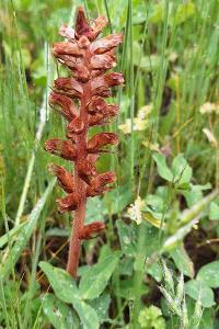 Orobanche du trèfle