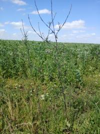 Herbe aux chantres