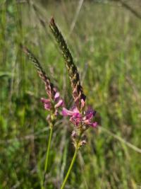 Sainfoin