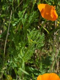 Pavot de Californie