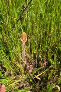 Orobanche de la picride