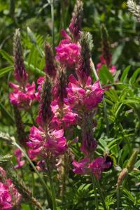 Sainfoin