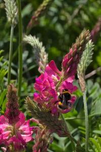 Sainfoin