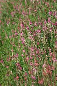 Sainfoin