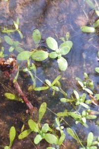 Callitriche des eaux stagnantes