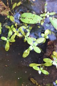 Callitriche des eaux stagnantes