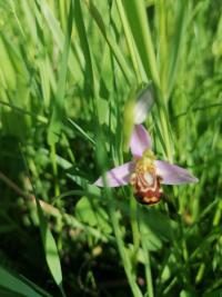 Ophrys abeille