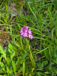 Orchis pyramidal