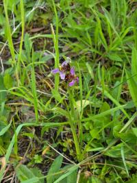 Ophrys abeille