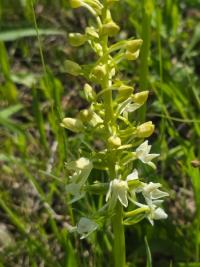 Orchis verdâtre
