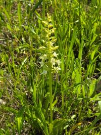 Orchis verdâtre