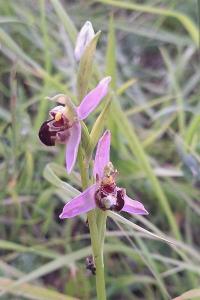 Ophrys abeille