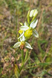 Ophrys abeille
