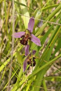 Ophrys abeille
