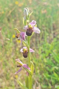 Ophrys abeille