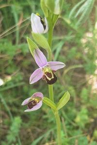 Ophrys abeille