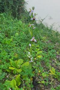 Ophrys abeille