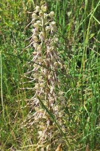 Orchis bouc