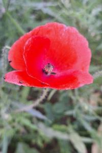 Coquelicot
